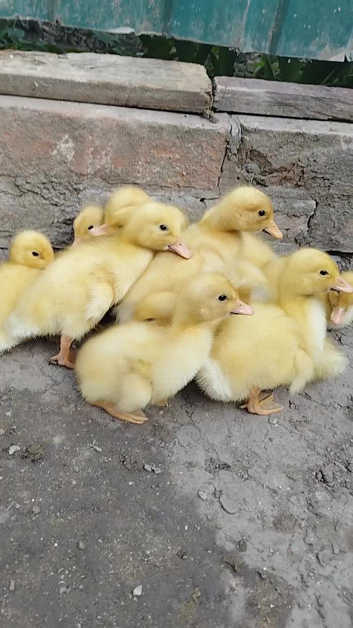 @🦃инда утки🦆