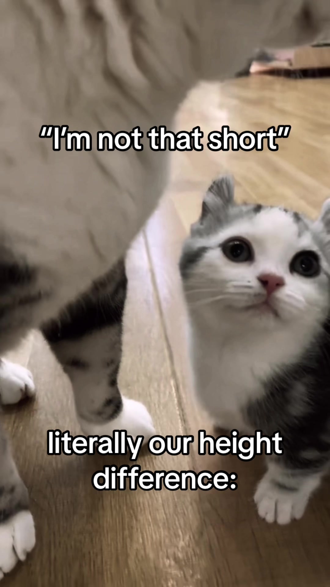 @cat memes