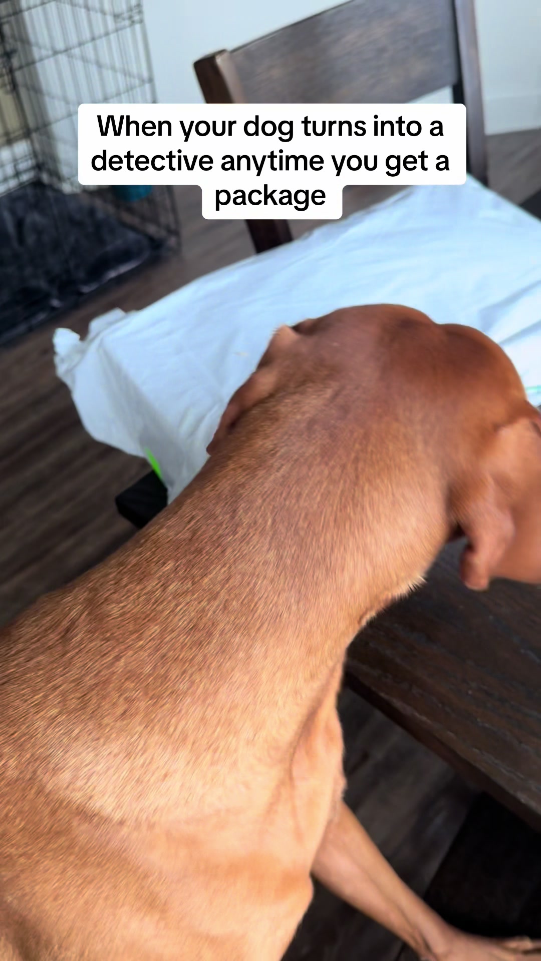 @Tycho the vizsla
