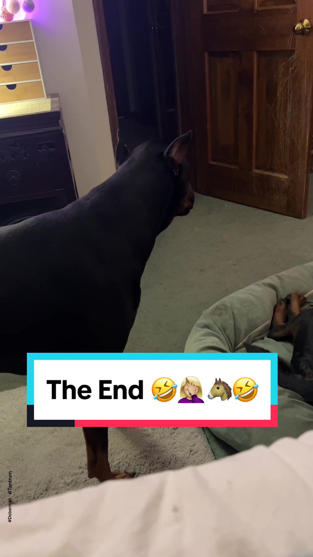 @Tiny Bear & Tiny Horse