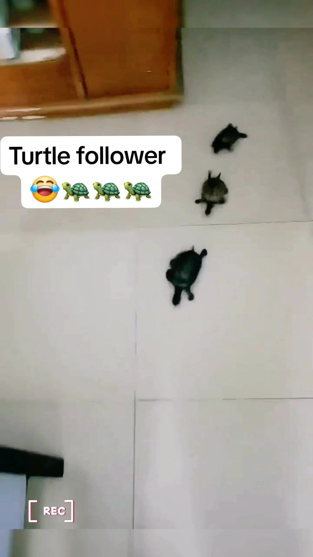 @Mr. Turtle