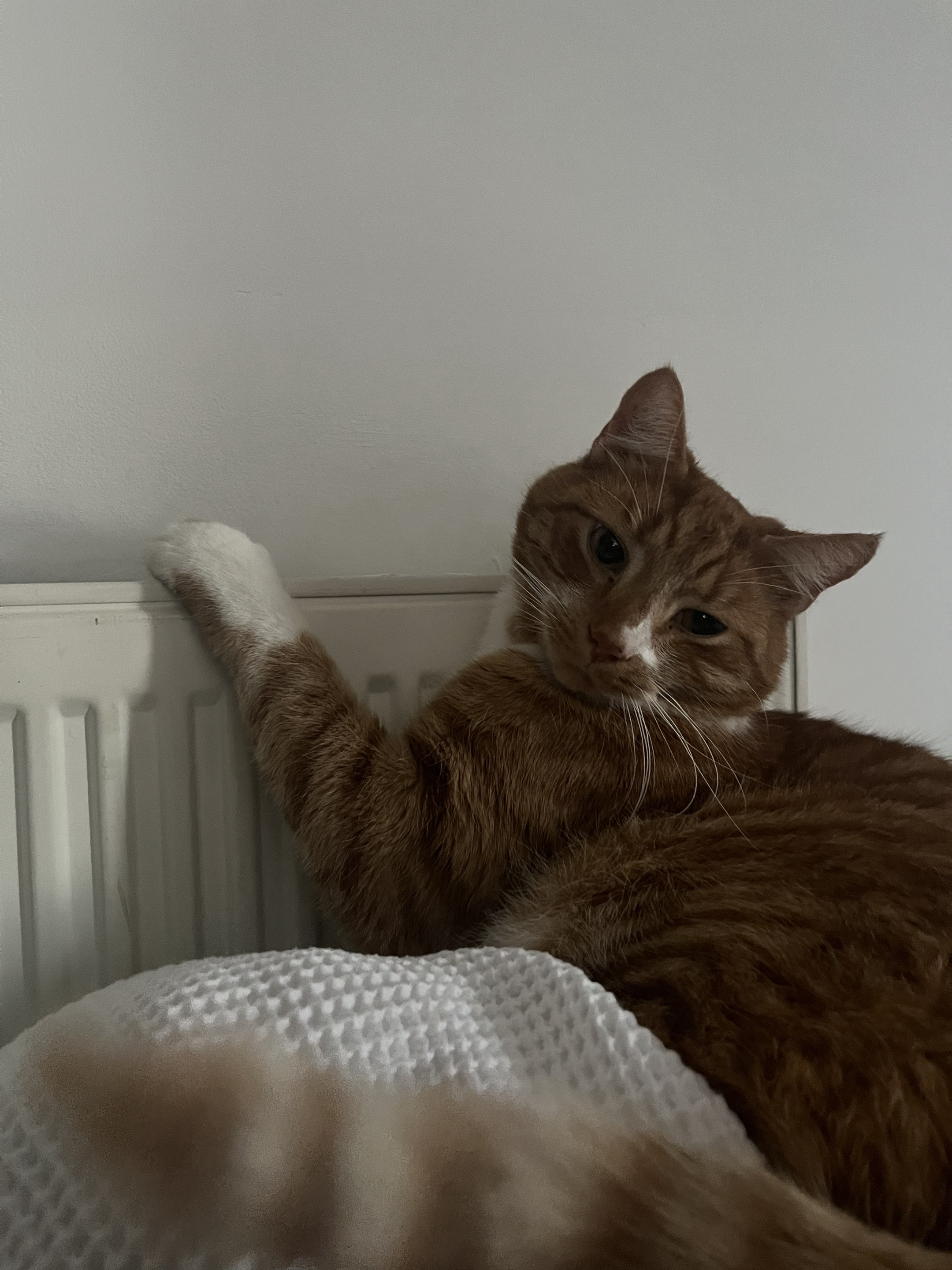 @Aloo The Cat