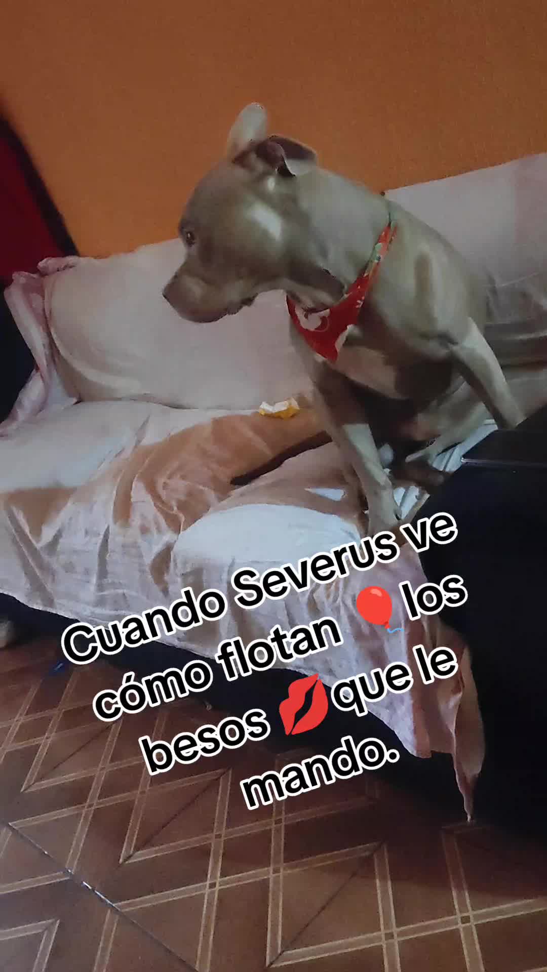 @Severus/Sparky 🐶🐶