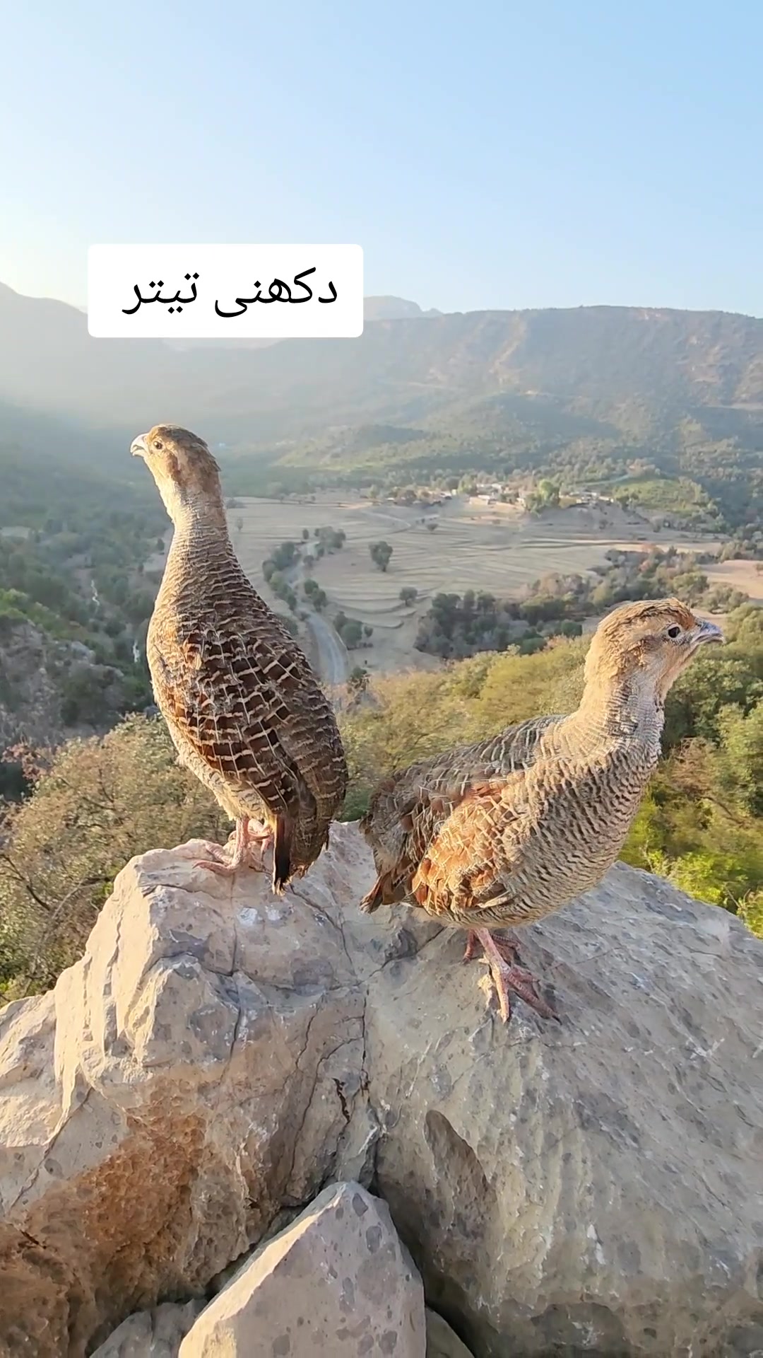 @Birds Lover