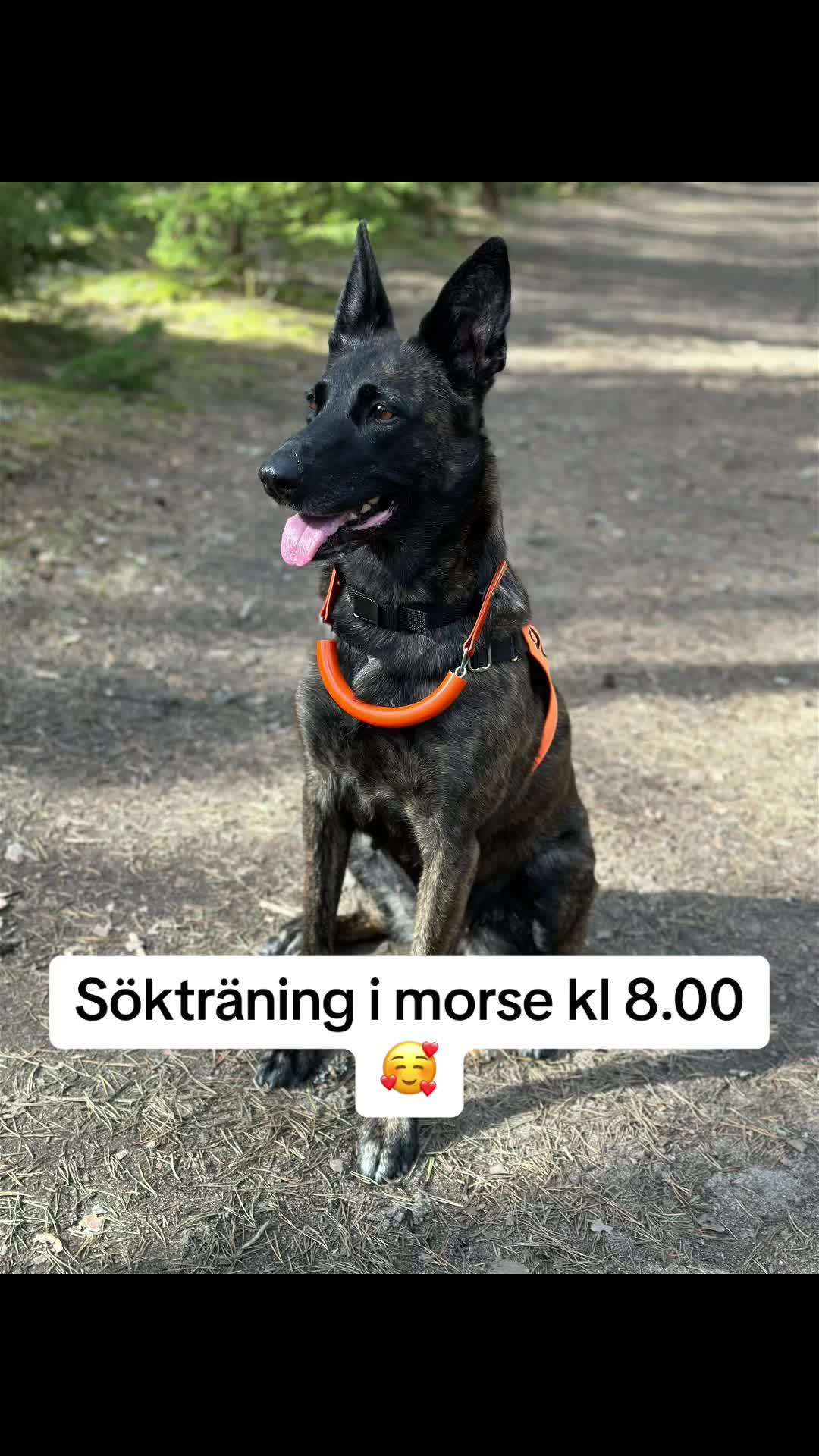 @dutch_lab_stories
