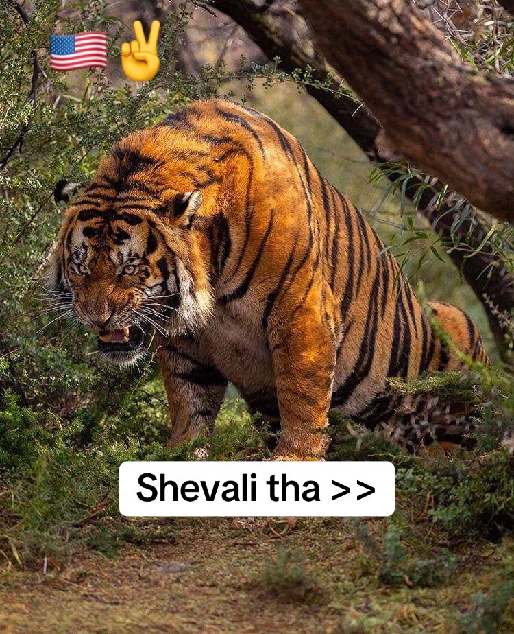 @Sheval 007🇺🇸