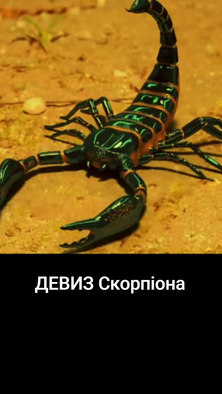 @skorpion