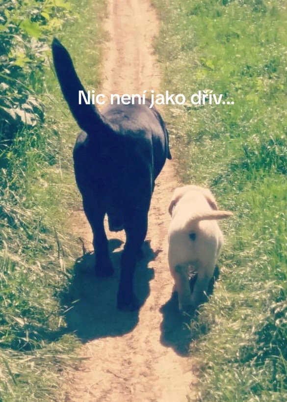 @🐾 Roz&aacute;lie H&aacute;jkov&aacute; 🐾