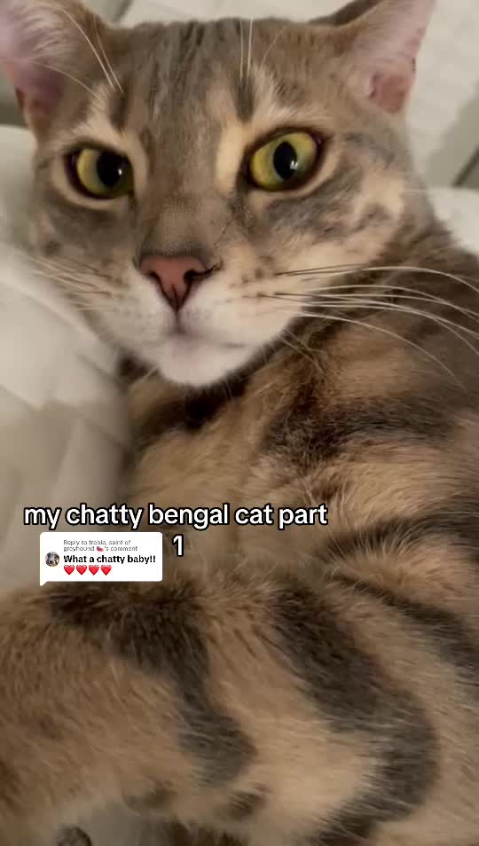 @Mochi the Bengal