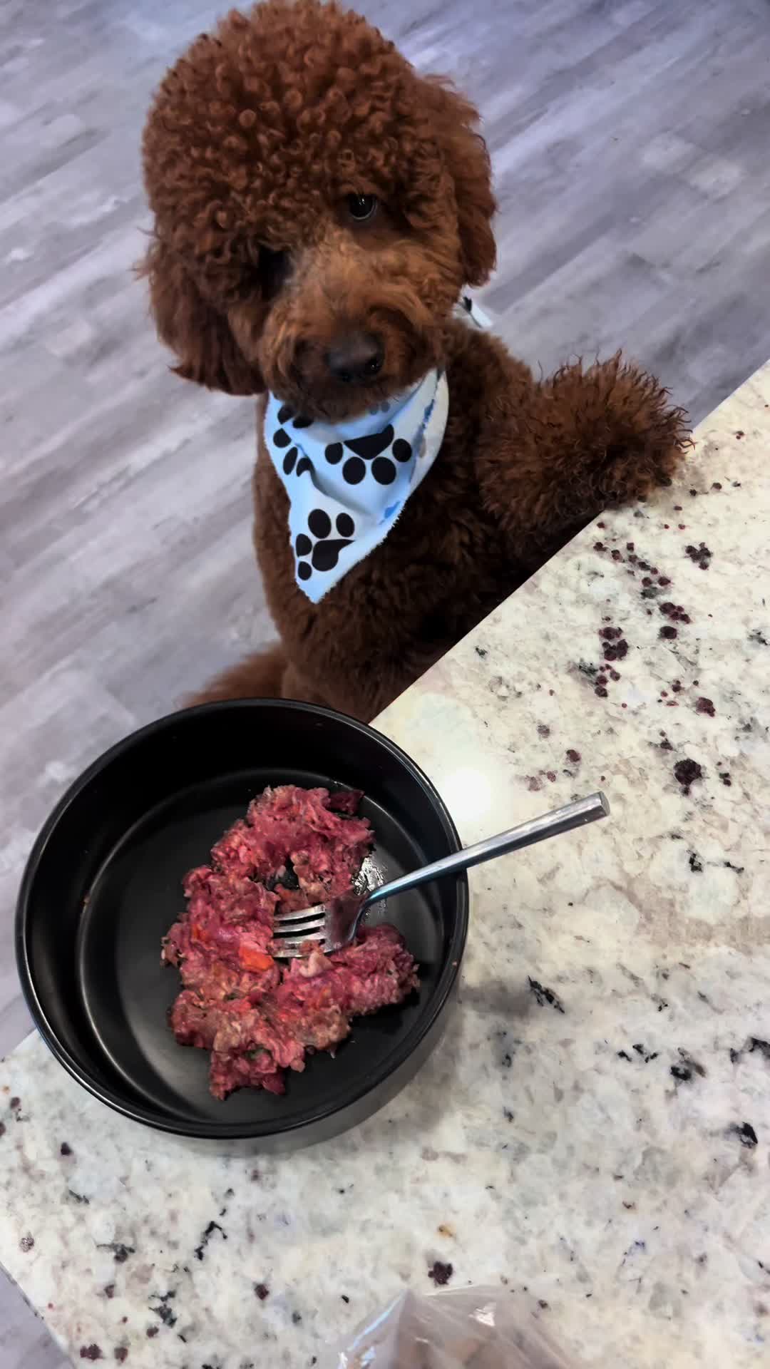 @Mocha | Mini Goldendoodle 🐾