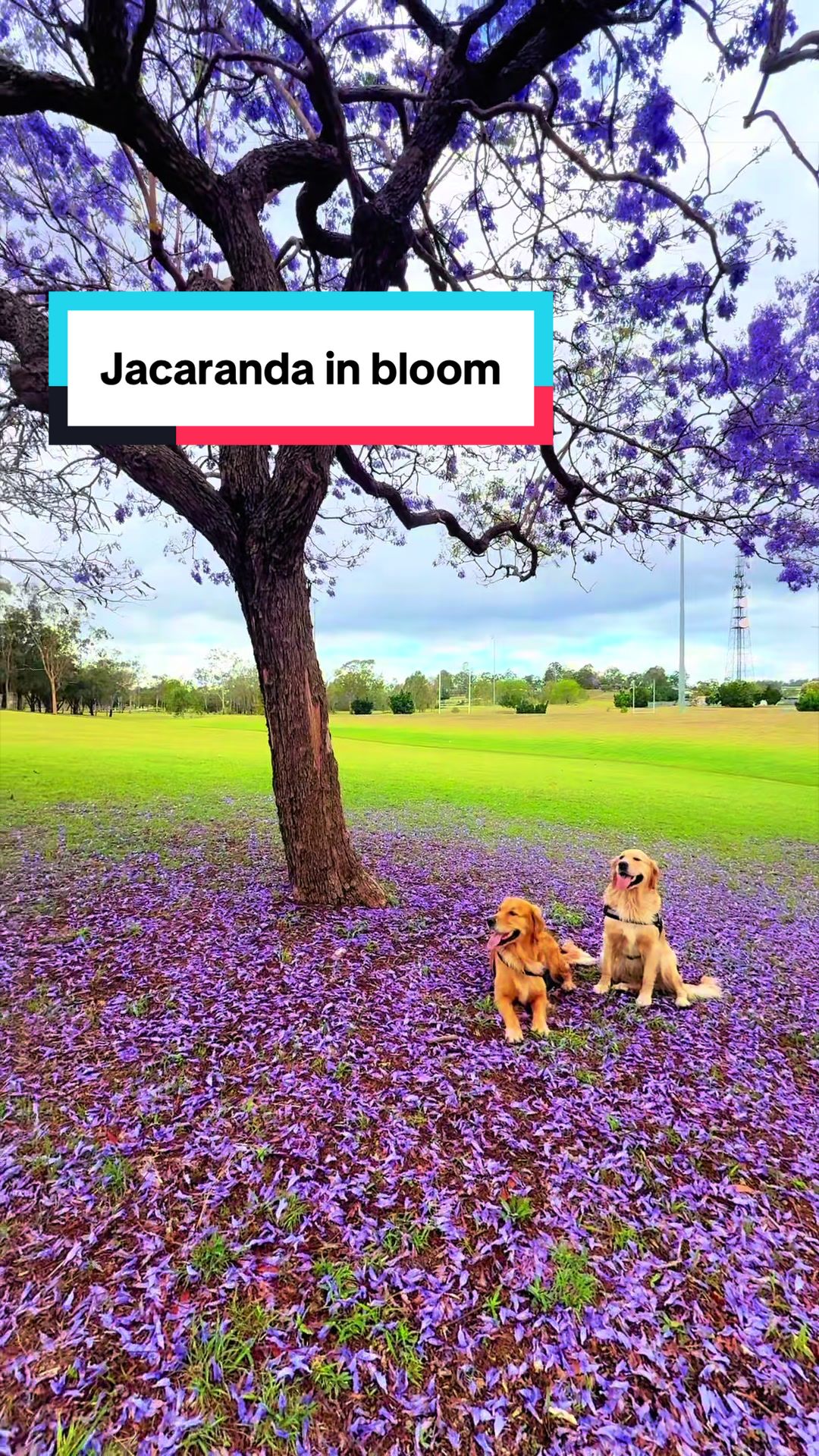 @3goldenretriever