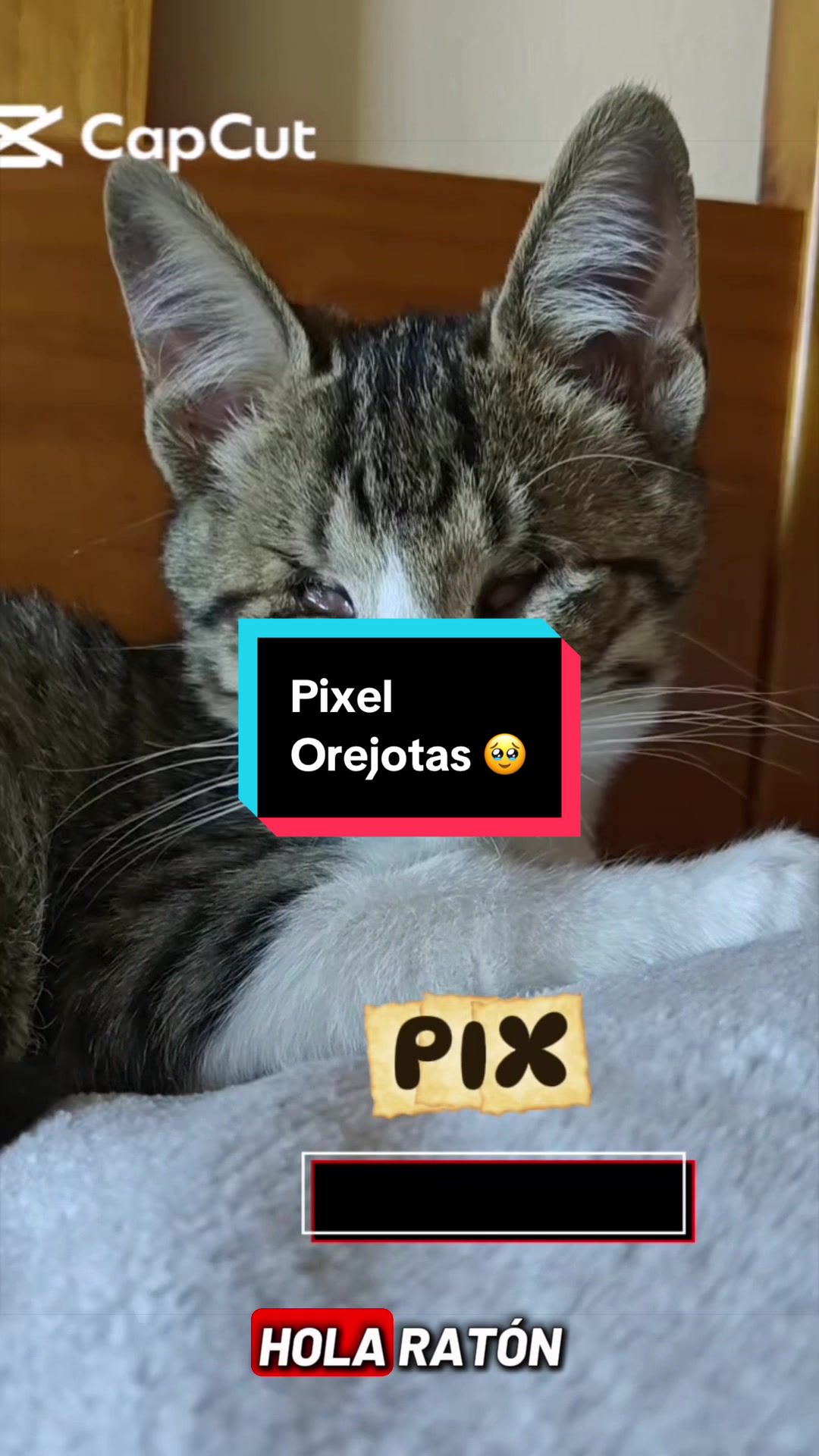 @enGatadas