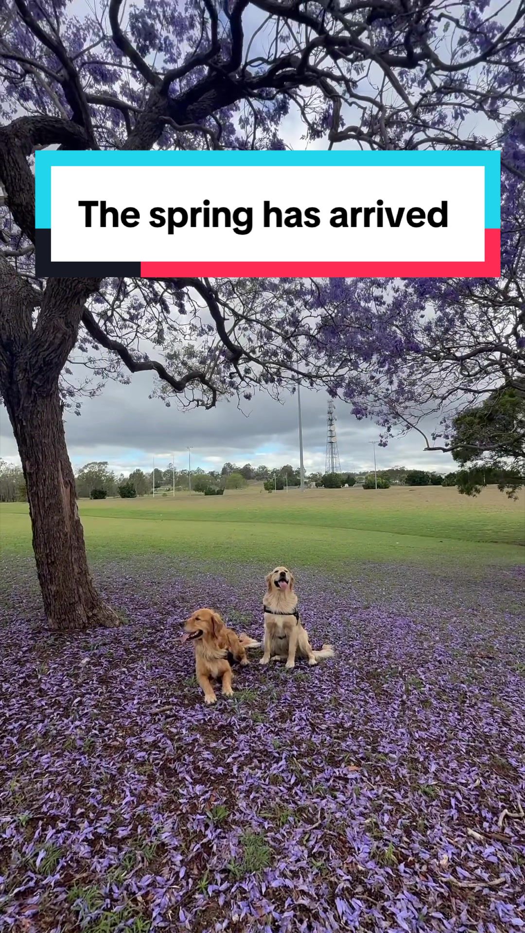 @3goldenretriever