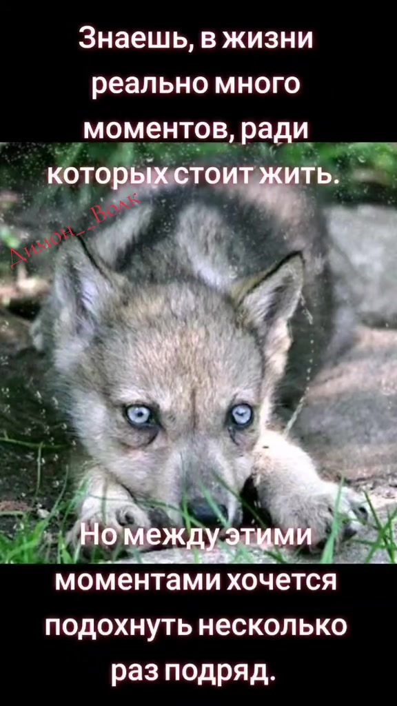 @✸Димон_Волк✸