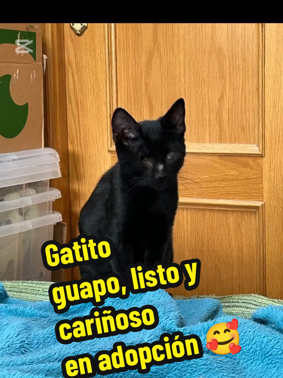 @enGatadas