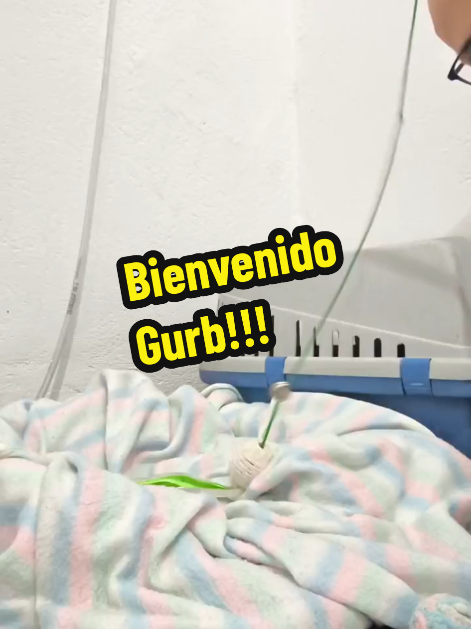 @enGatadas