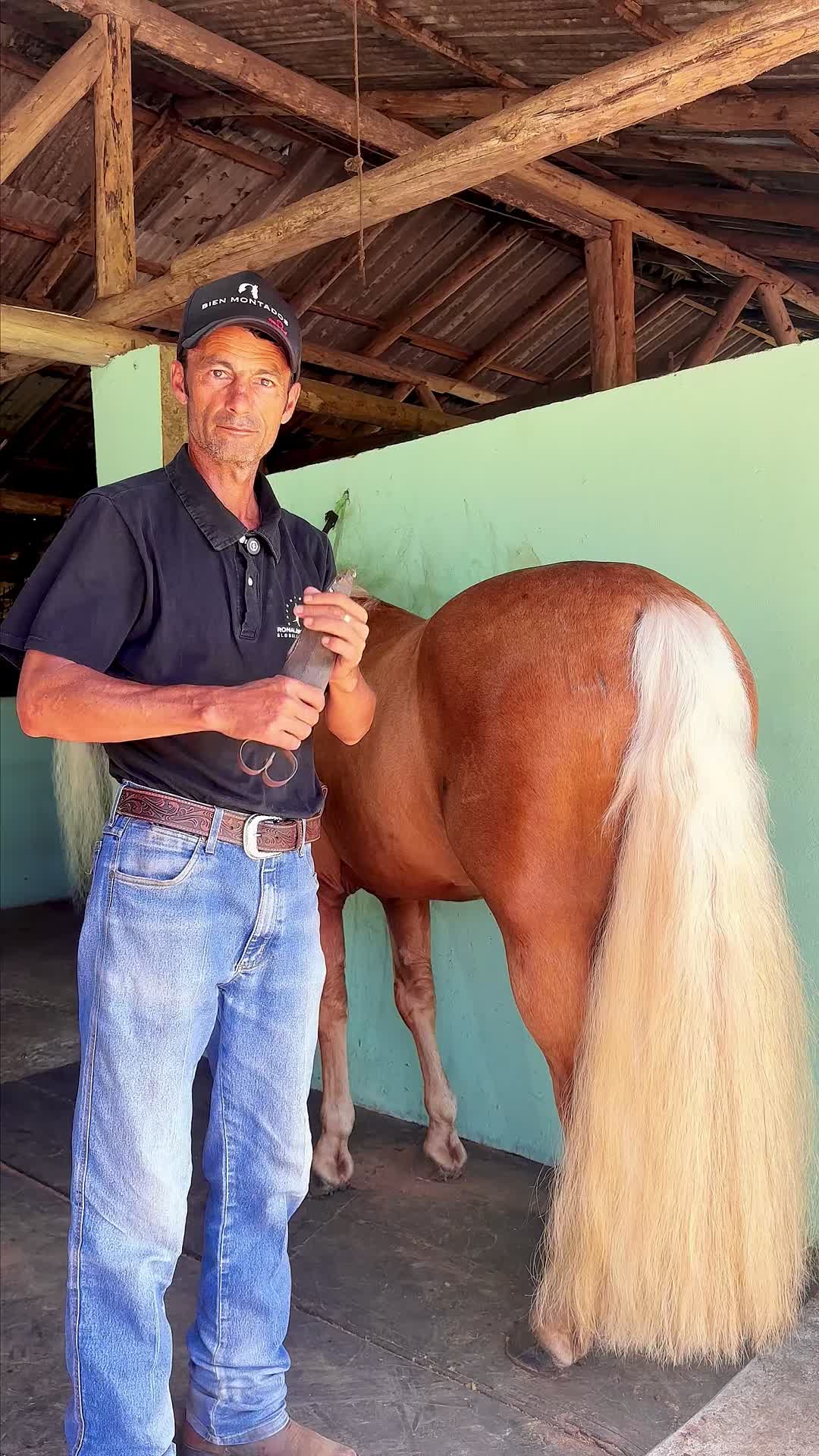 @Babyhorsie