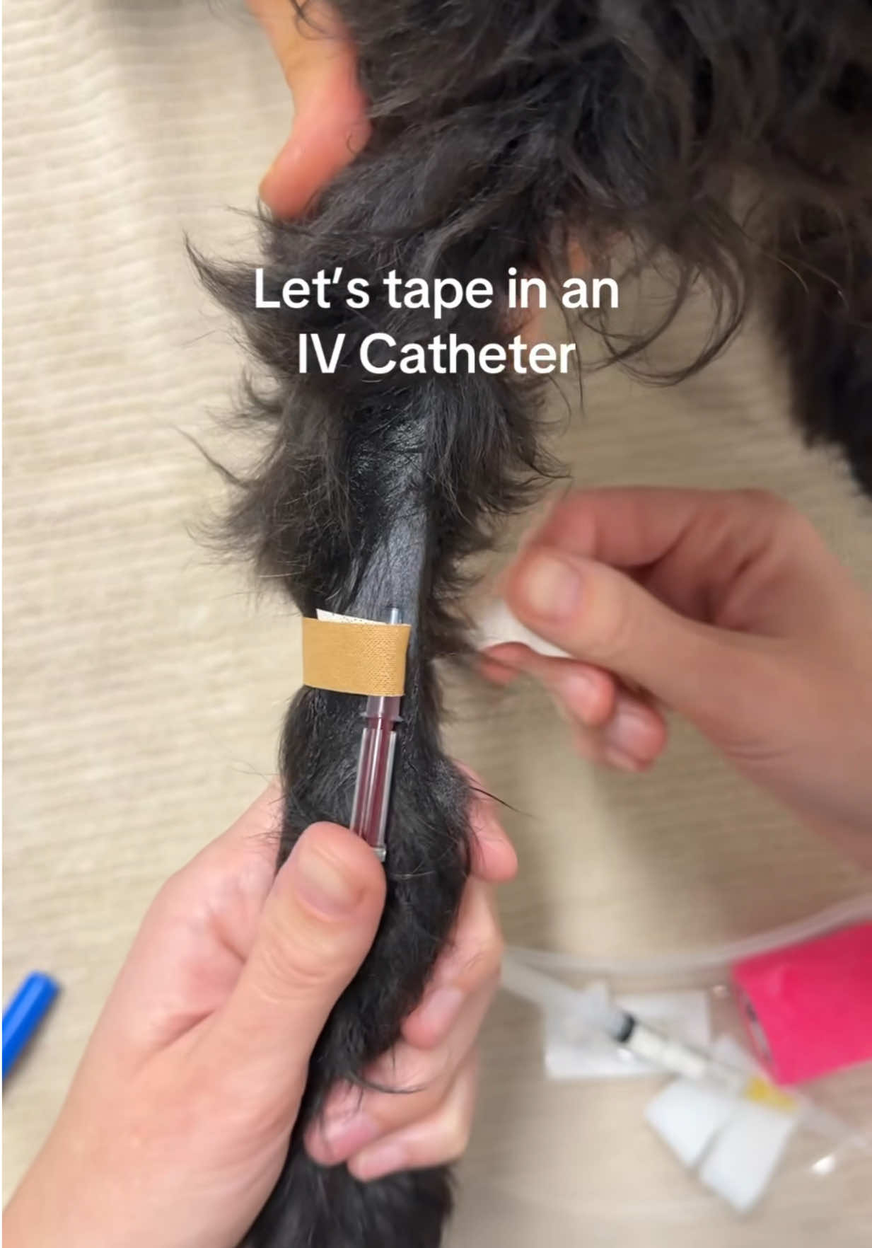 @Tess the Vet Nurse