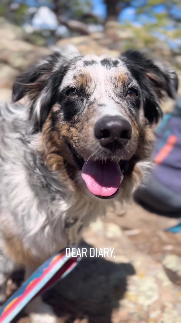 @denali_theaussiepup