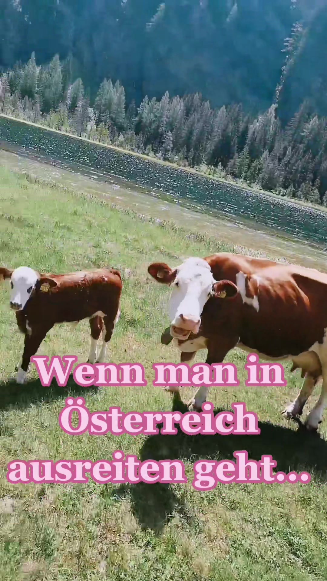 @Rabischnig