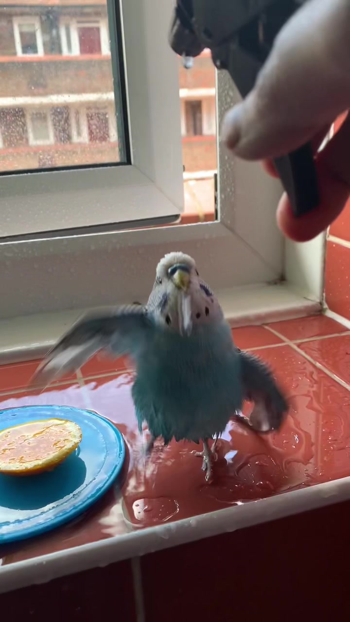 @Blu_the_budgie 🇹🇹