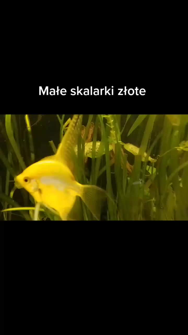 @🐟M&oacute;j wodny świat🐟