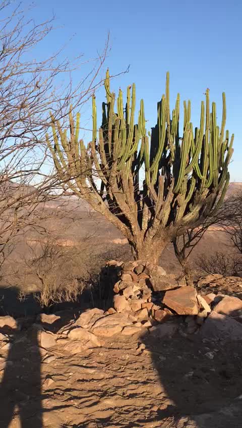 @El zurdo🌵🐴