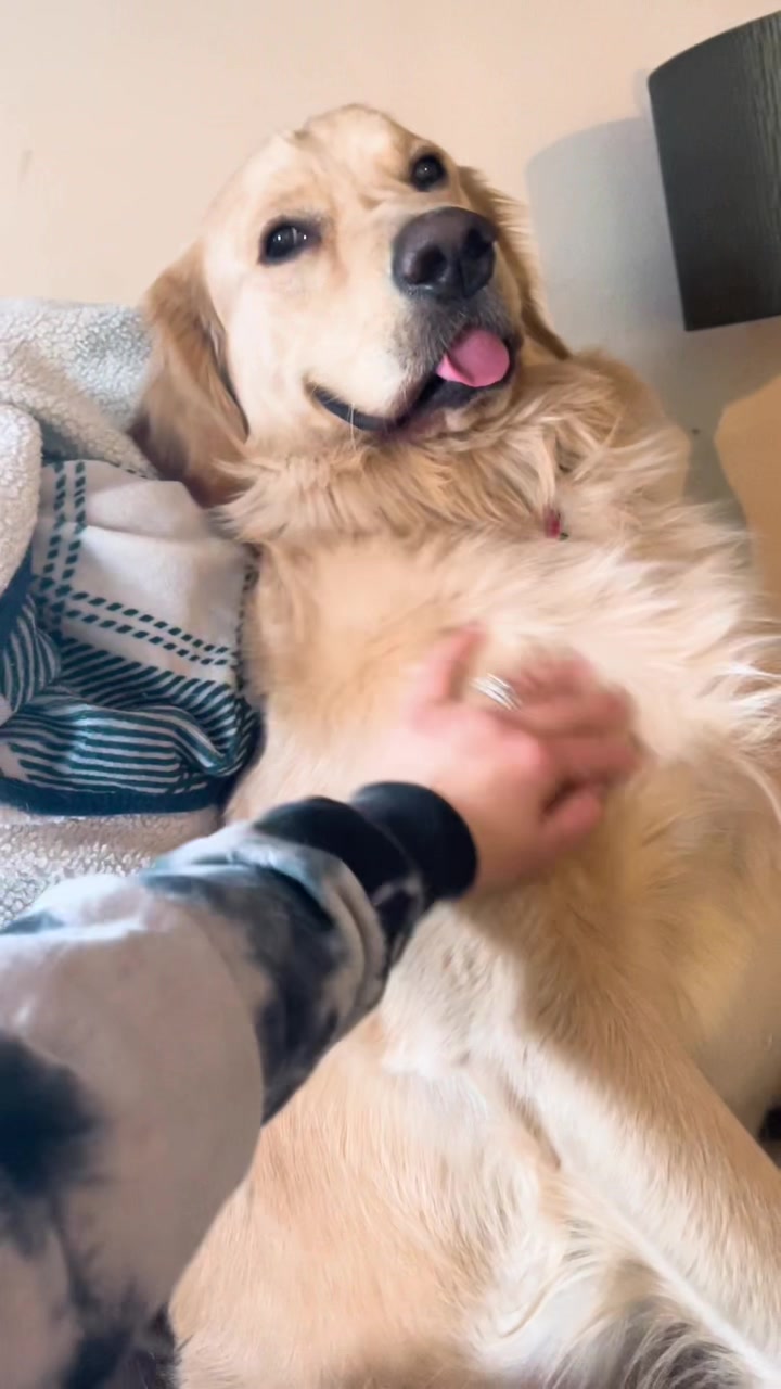 @Buddy the Golden 🦮😎