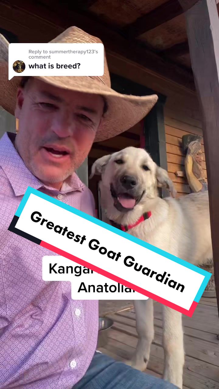 @cowboymax