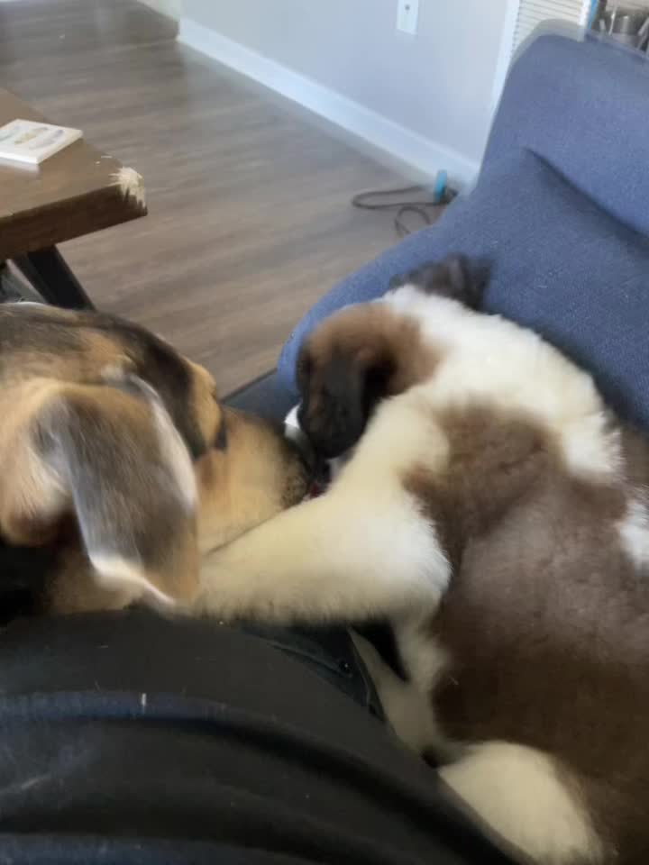 @TheCuriousStBernard