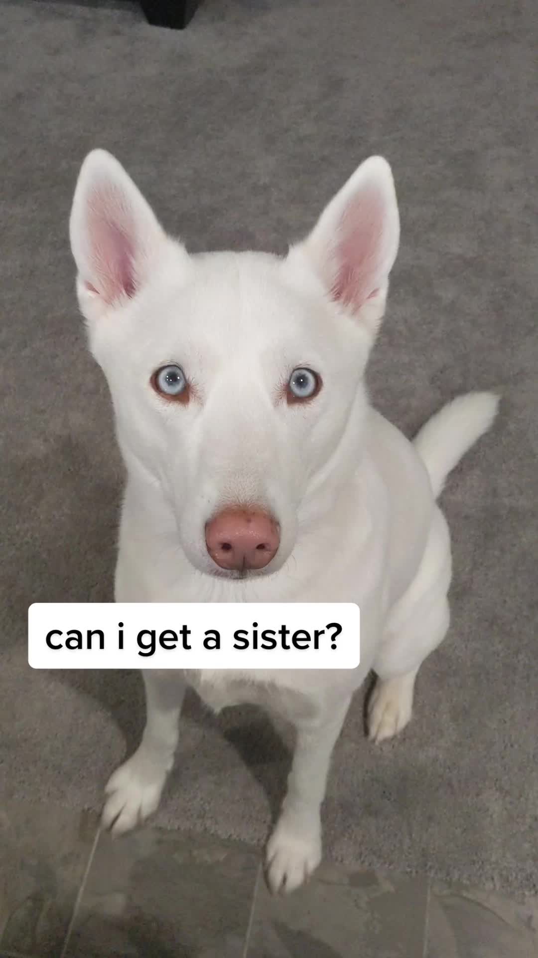 @Erza The Husky