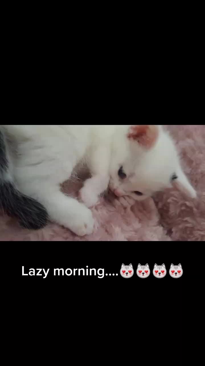 @Dutch Kitten family