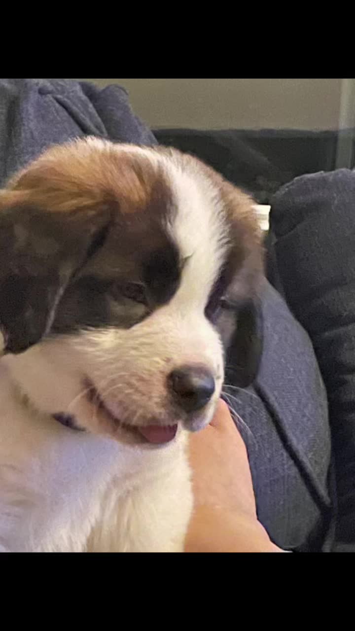 @TheCuriousStBernard