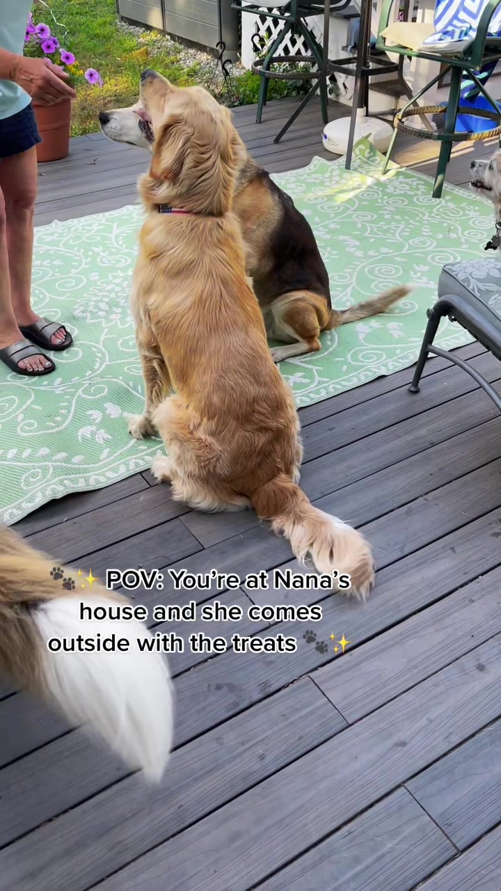 @Buddy the Golden 🦮😎