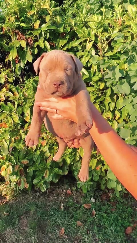 @ShadowBullyXXL