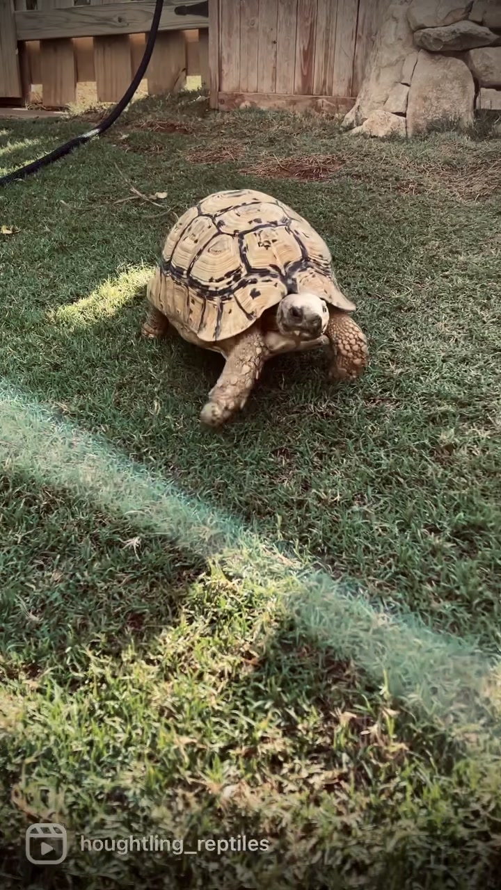 @Houghtling Reptiles