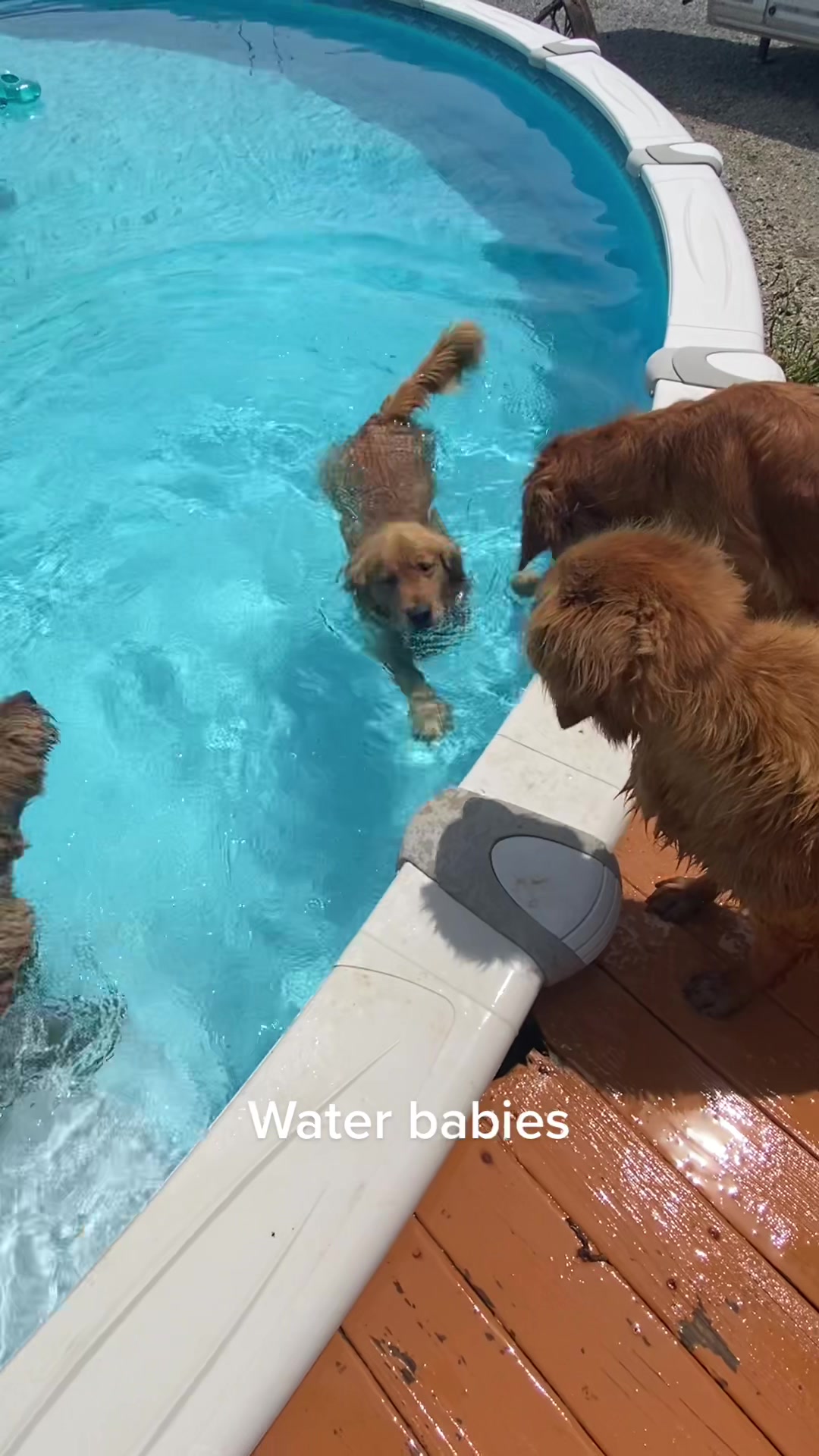 @Family full of goldens