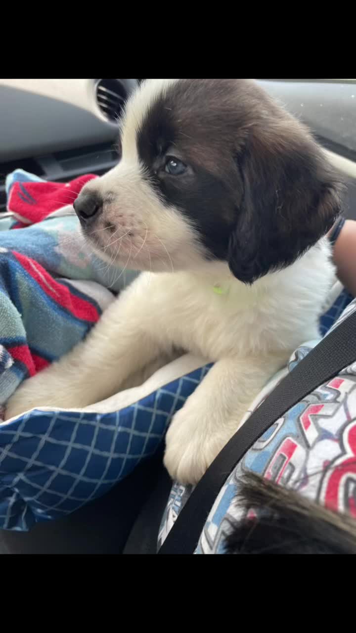 @TheCuriousStBernard