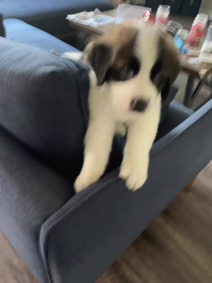 @TheCuriousStBernard