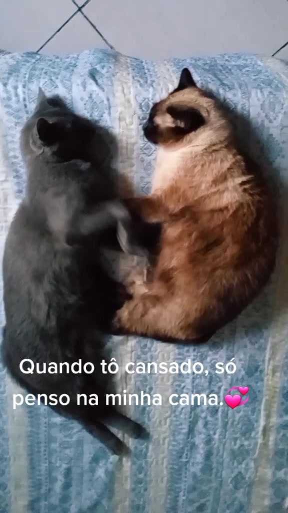 @O GATO ZEZ&Eacute;
