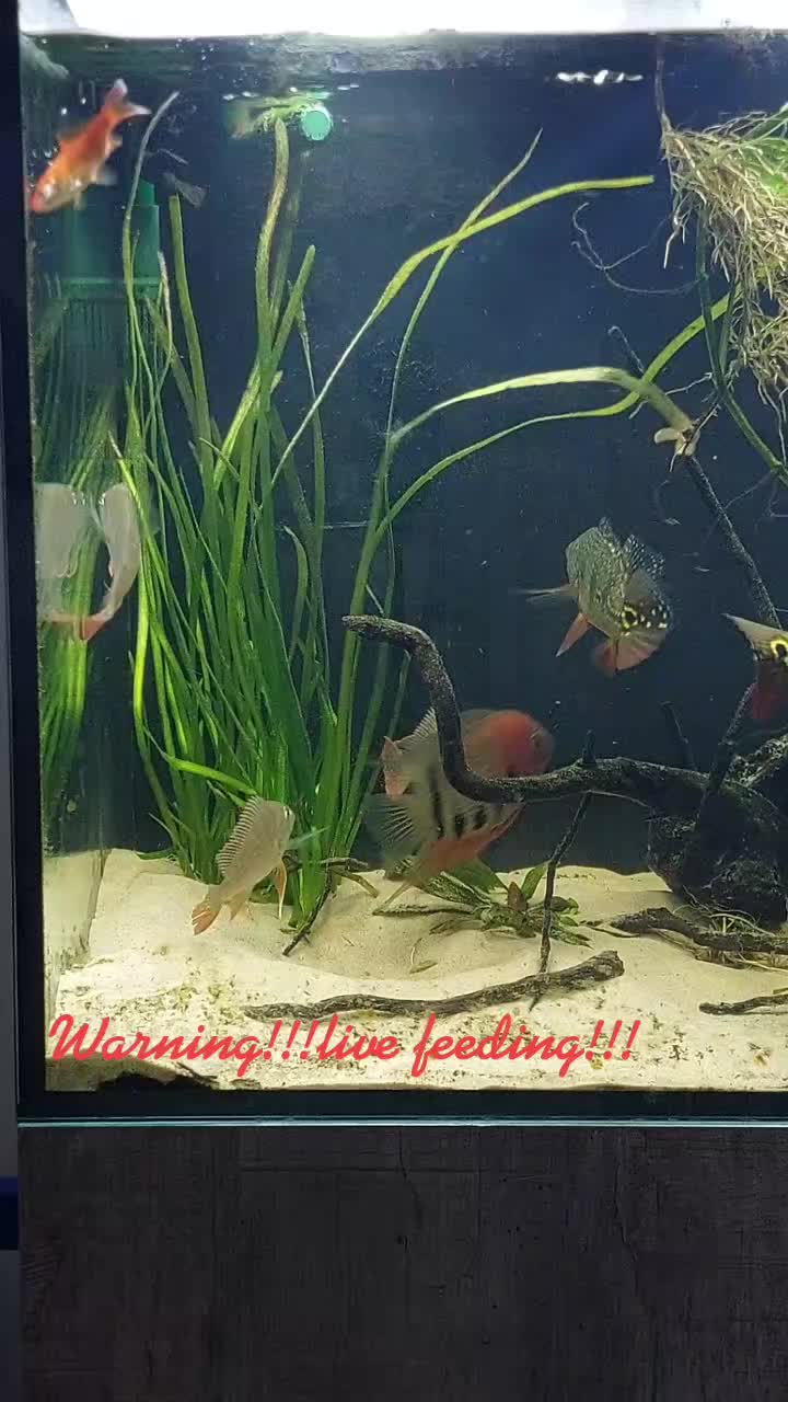 @South american cichlid