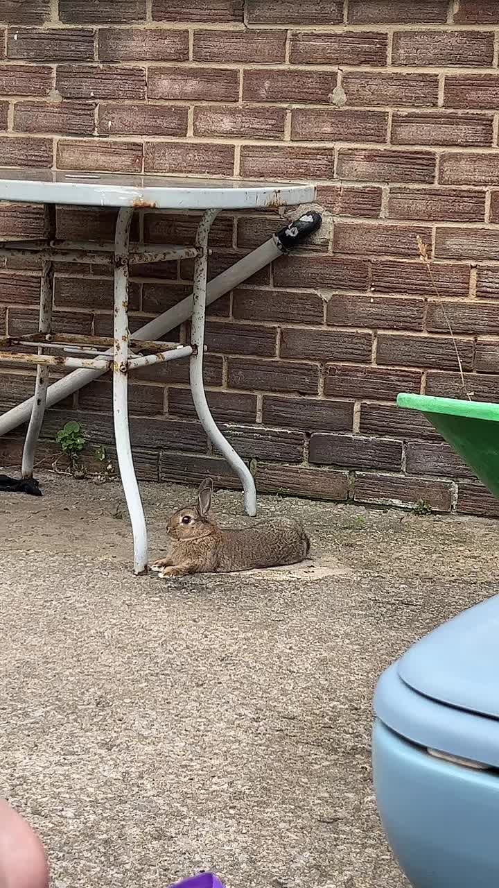 @Bugz_adventures 💙🐰