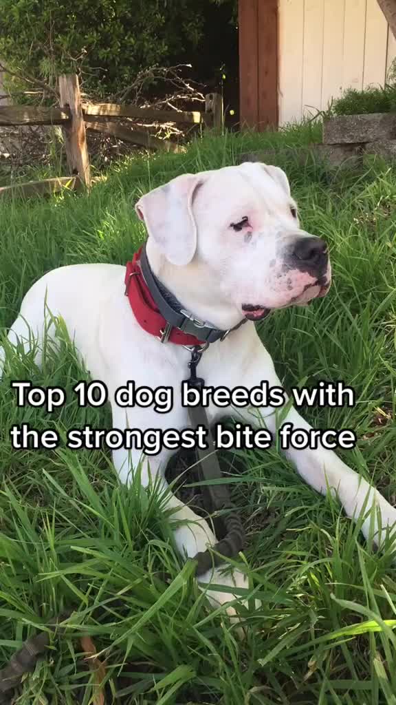 @Dog all Around