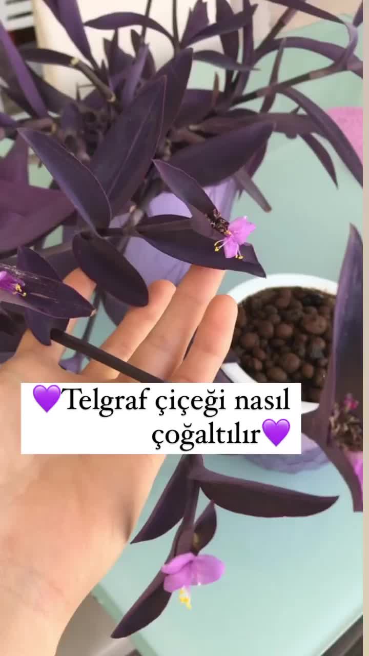 @🇹🇷Sebahat🇹🇷
