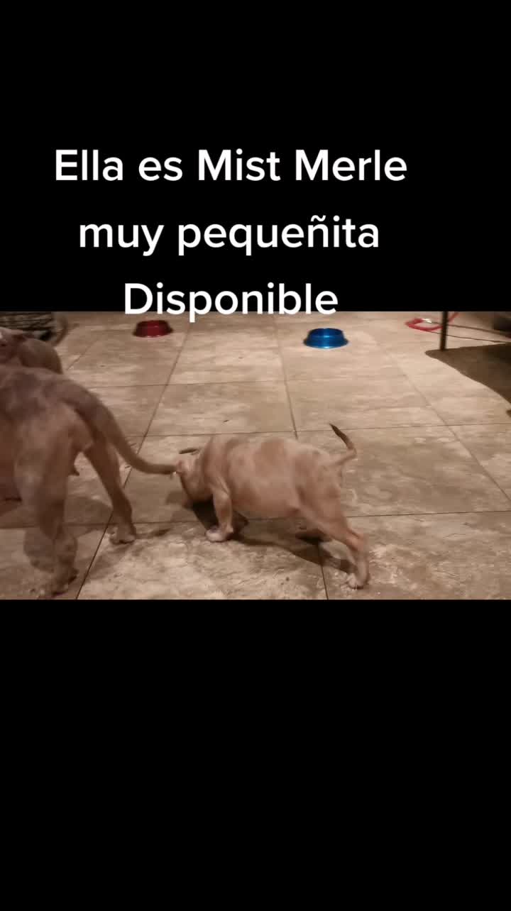 @Garza Bulls