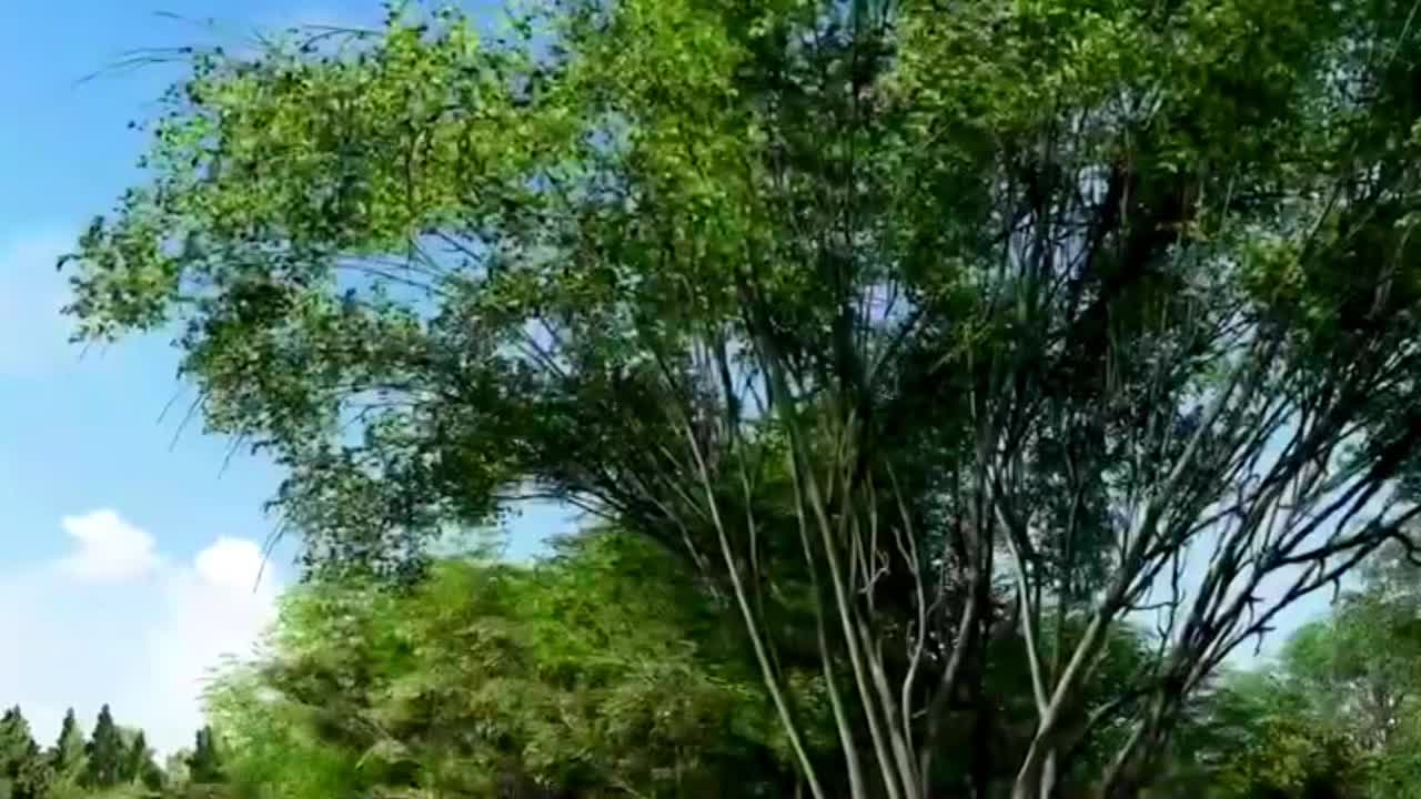 @YTBAMBOO