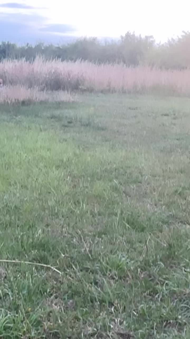 @🐾BULLY💗MOM🐾