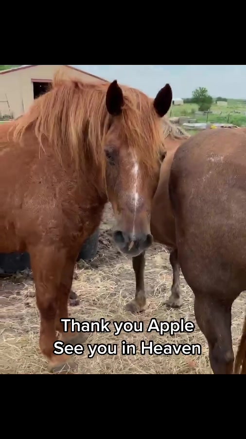 @Horses<>Helping<>Humans