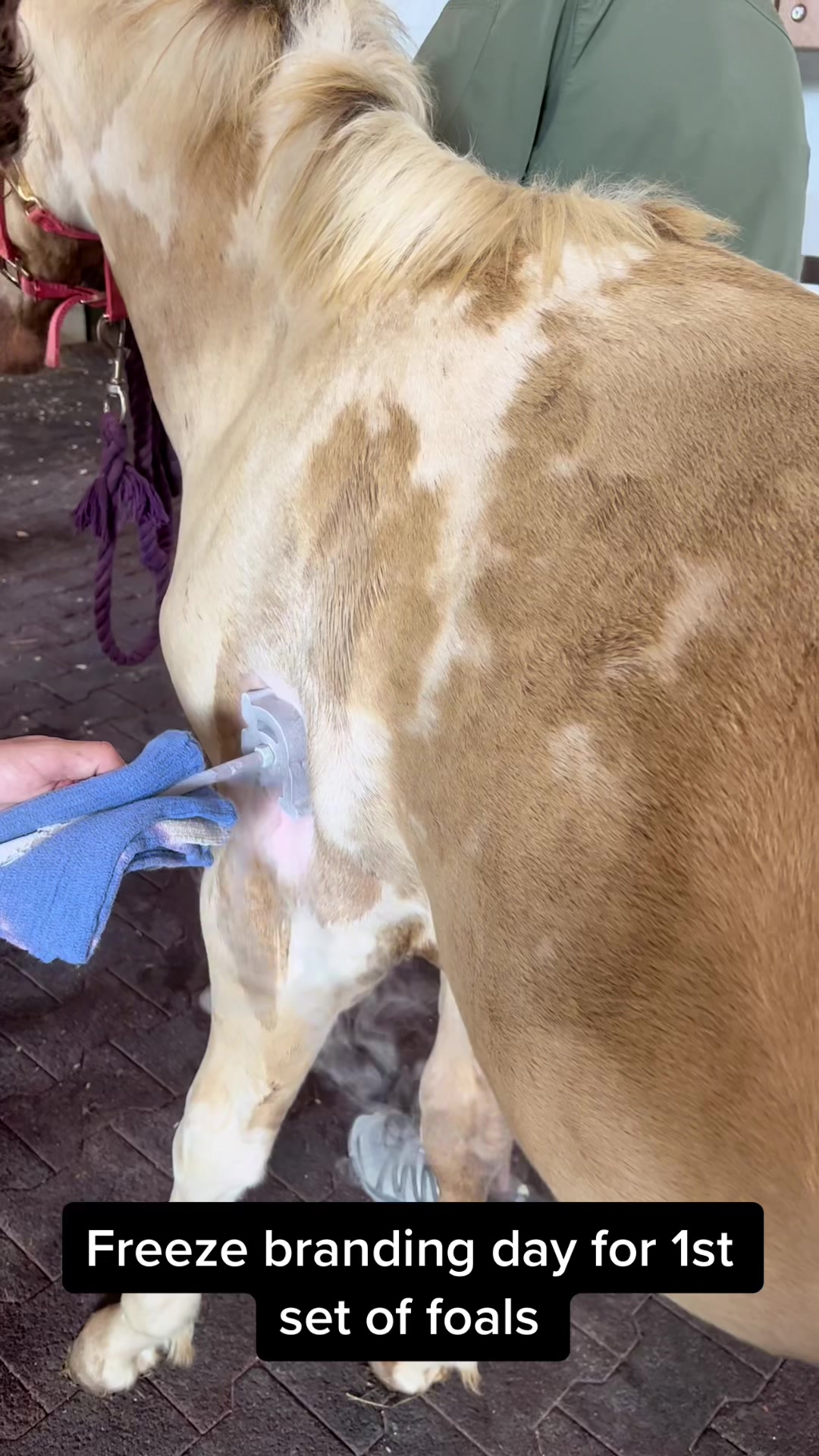 @ThePaintedAcresRanch