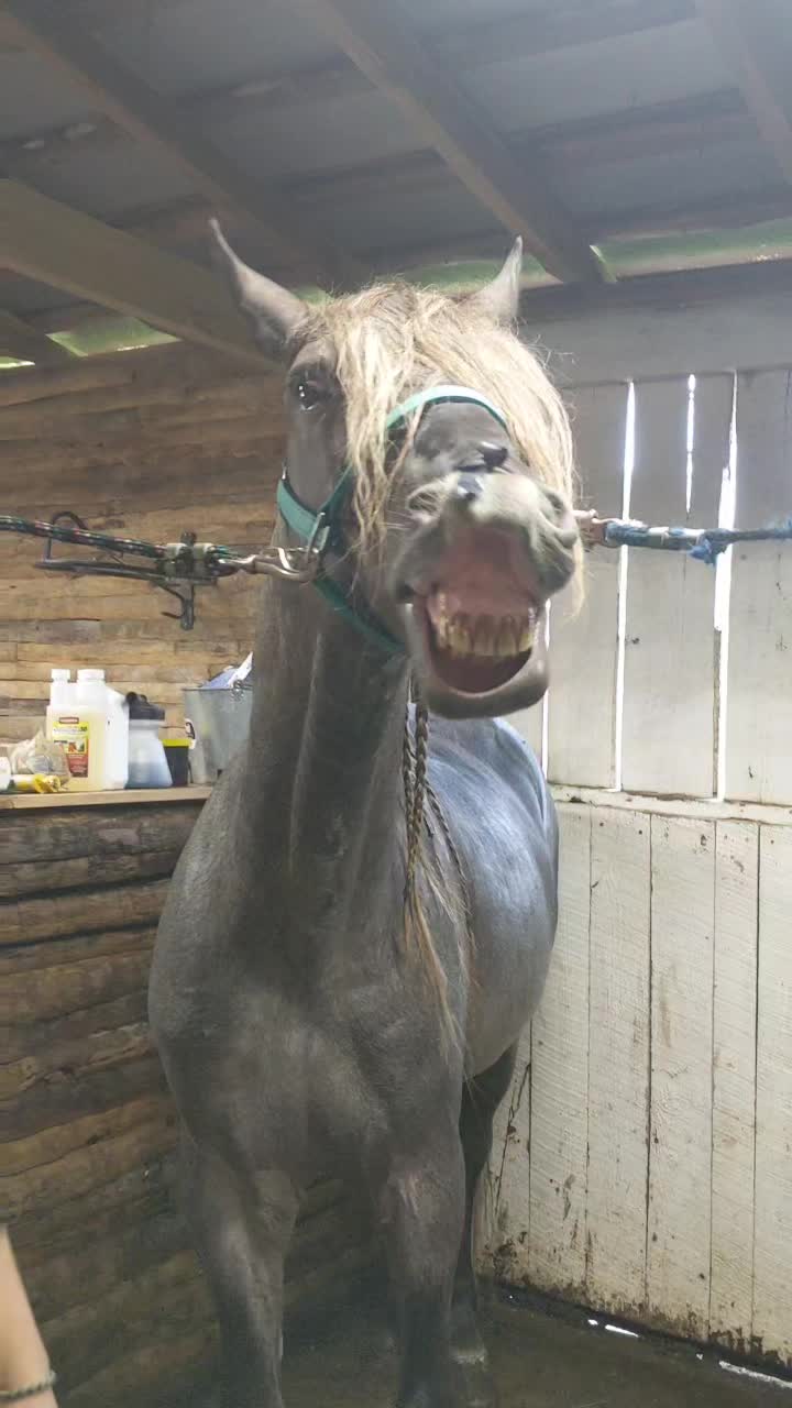 @Libby🐾❤️🐴